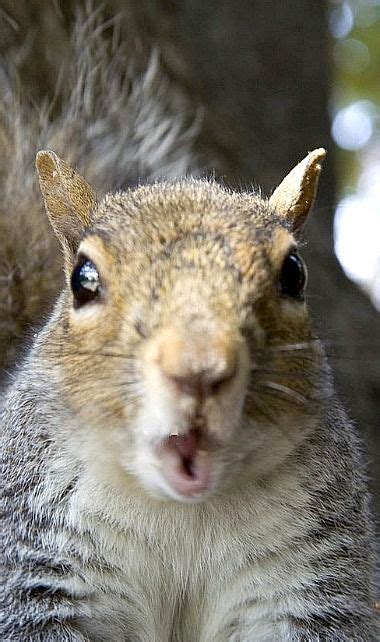 Singing Squirrel | Squirrel pictures, Cute squirrel, Squirrel