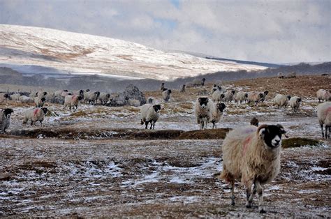 Swaledale Sheep. | These Swaledale Sheep were running for sh… | Flickr