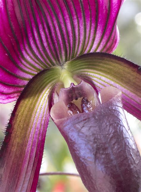 Utah Orchid Society's spring show dazzles - The Salt Lake Tribune