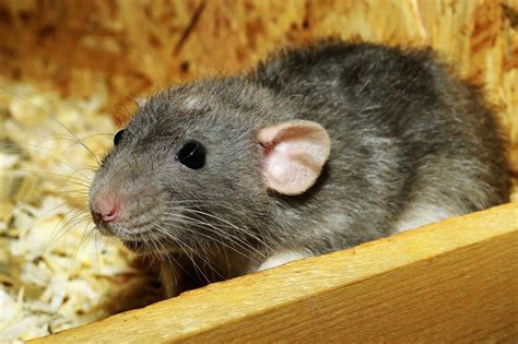 Rat Control Near Me: How to Keep Rats Out of Your Home