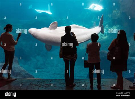 Georgia Aquarium visitors enjoying the beluga whales in the Cold Water ...