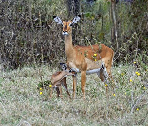 Gazelle Impala stock photo. Image of flora, lake, shroud - 42825794