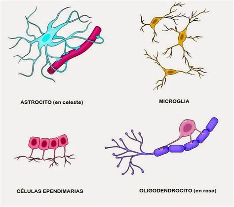 Ciencias de Joseleg: La dendrita, el axón, y la célula glial