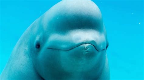 What Do Beluga Whales Eat - Beluga Whale Diet Facts - SciQuest