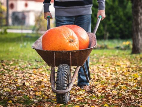 Tips For Harvesting Pumpkins From The Garden | Gardening Know How