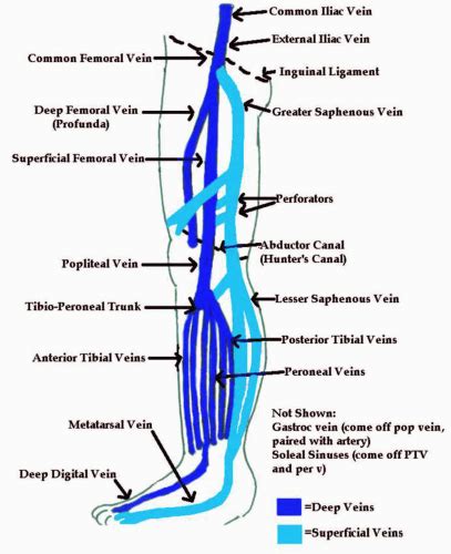 Peroneal Vein