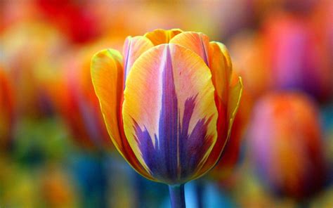 Rainbow Tulips Wallpapers - Wallpaper Cave