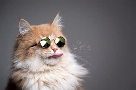 1,003 Cat Wearing Sunglasses Stock Photos - Free & Royalty-Free Stock Photos from Dreamstime