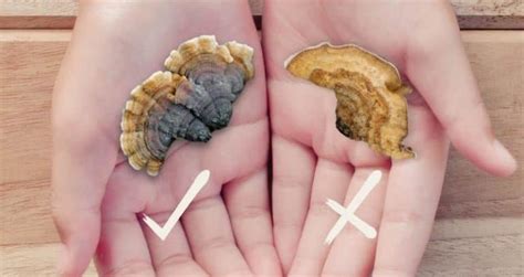 Turkey Tail Mushroom Identification: A 4-Point Checklist