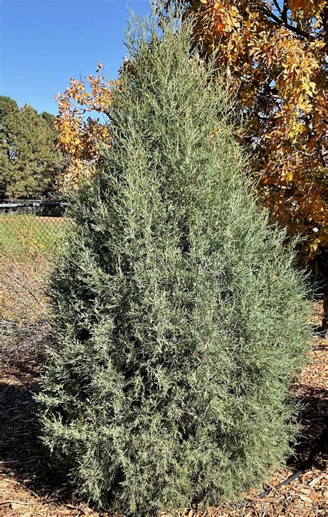 Rocky Mountain Juniper (Juniperus scopulorum) - 1 gallon pot - West ...