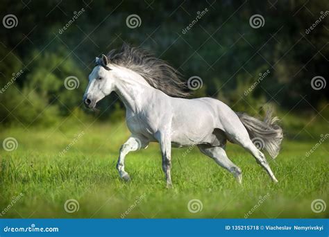 White Andalusian horse stock photo. Image of light, green - 135215718