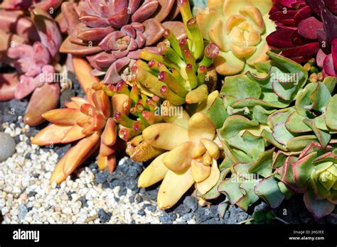 Variety of succulents in a drought-tolerant environment Stock Photo - Alamy