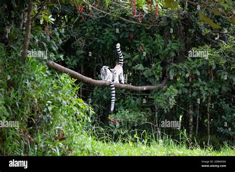 The ring-tailed lemur in the rainforest on the island of Madagascar ...