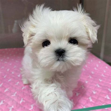 Outstanding White Maltese Puppies in for $ 850.00