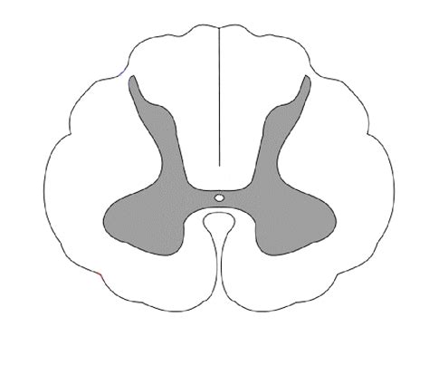 Anatomy Lab- Spinal Cord and Somatic Reflex Arc Diagram | Quizlet