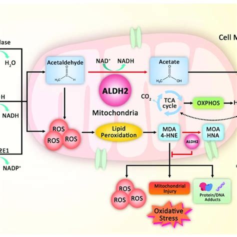 Function and regulatory pathways of ALDH2 in oxidative stress-related... | Download Scientific ...