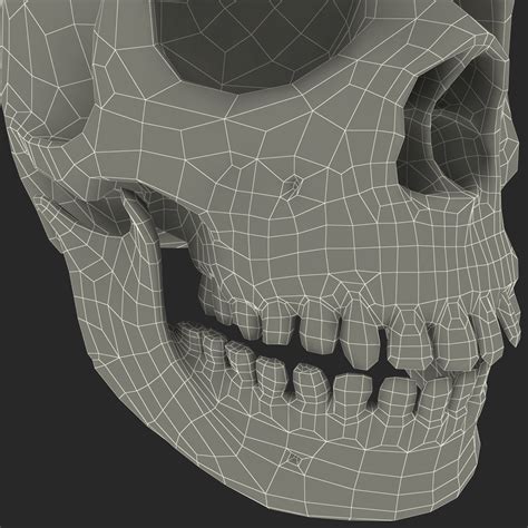 max neanderthal skull anatomy