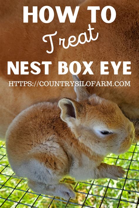 How To Treat Nest Box Eye, How To Raise Rabbits | Rabbit nesting box, Raising rabbits, Rabbit nest