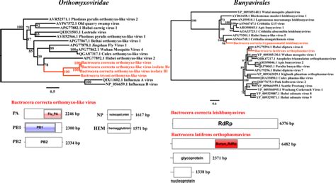 Phylogenetic tree and viral genomic structure of Orthomyxoviridae and... | Download Scientific ...