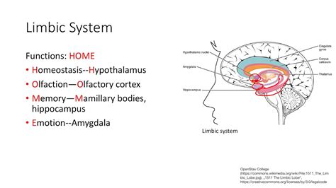 Limbic System Functions