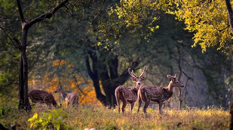 Kanha National Park | Location, Safari, Best Time to Visit|