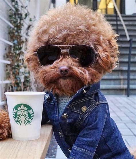 Dog wearing sunglasses, a denim jacket, & holding a Starbucks cup ...