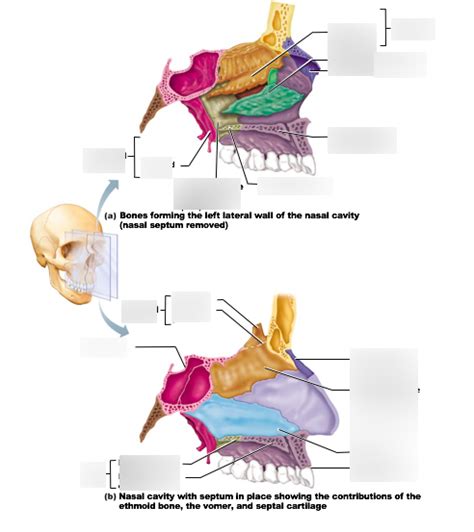 nasal bones Diagram | Quizlet