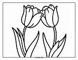 115  Tulip Coloring Pages For Kids & Adults Free Printable PDFs sketch template