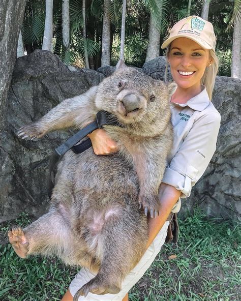 In awe at the size of this wombat lad (Photo by @jesska_sullivan) : r ...