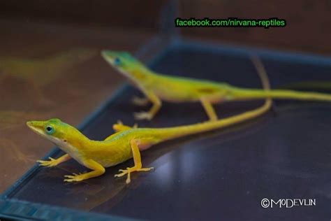 Green Anole Color Morphs | Anole Annals