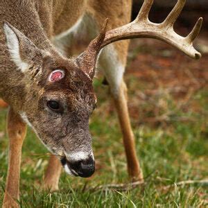 Deer Antlers Shedding - But How And Why? - Hunter’s Wholesale