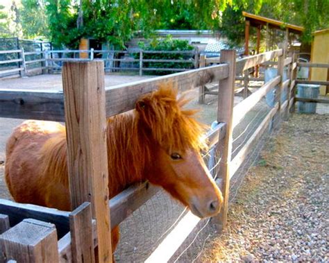 Horse Corral Ideas, Pictures, Remodel and Decor