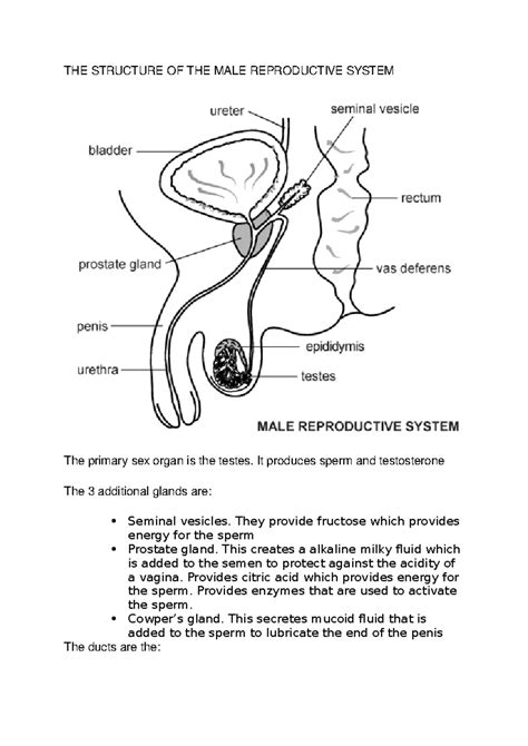 A Diagram Of A Male Reproductive System Male Reproductive Sy