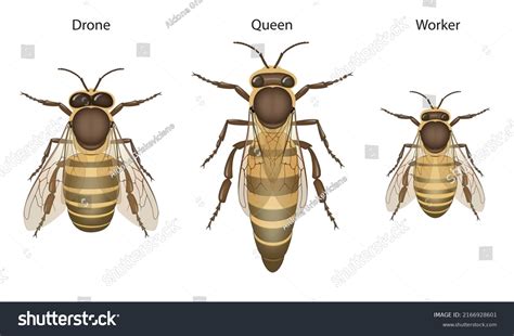 8,439 Drone Bee Images, Stock Photos & Vectors | Shutterstock