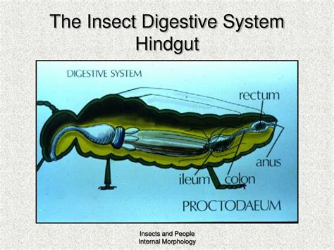 PPT - Internal Systems PowerPoint Presentation, free download - ID:350795