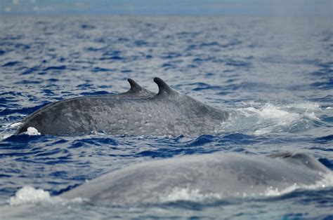 Blue Whale Migration - CW Azores