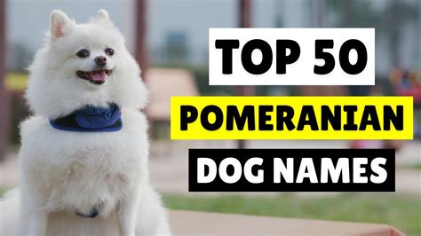 Toy Pomeranian Dog Names | Wow Blog