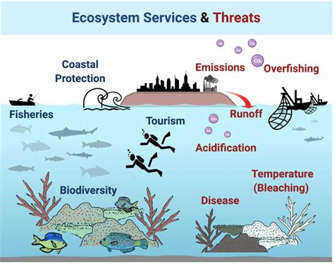 Coral Reef Ecosystem Diagram