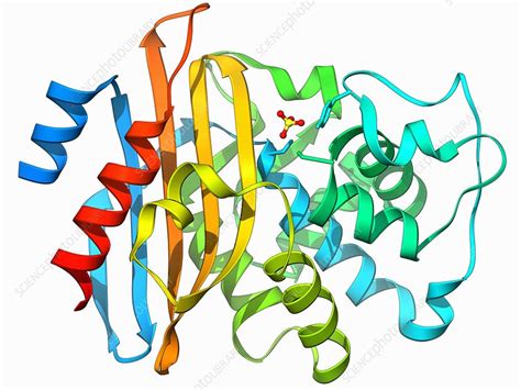 Beta-lactamase molecule - Stock Image - F006/9746 - Science Photo Library