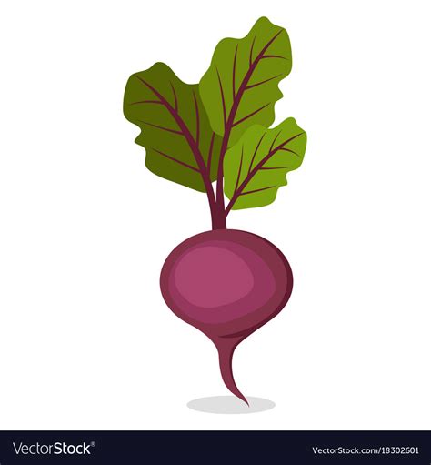 Organic sweet beet from farm isolated Royalty Free Vector