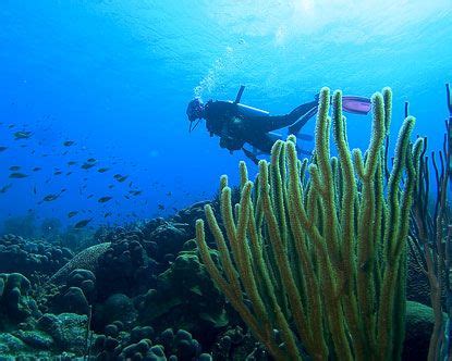 Great dives in Bonaire. Scuba Travel, Image Of Fish, Packing List For Travel, Bonaire, Scuba ...