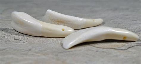 Water Buffalo Teeth (5 Pack) – Enchanted Genie LLC