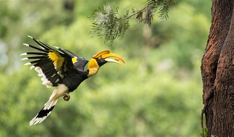 Great hornbill facts, distribution & population | BioDB