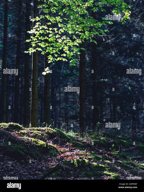 Ardennes forest hi-res stock photography and images - Alamy