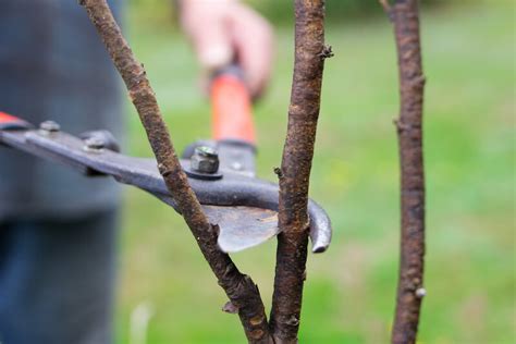 Pruning Ribes - Flowering Currant - How & When to Prune - GardenSeeker.com