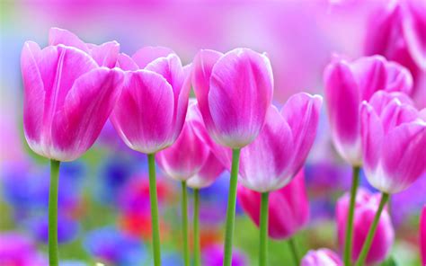 tulips, , Flowers, , Garden, , Landscape, , Love, , Nature, , Romantic, , Roses, , Spring ...