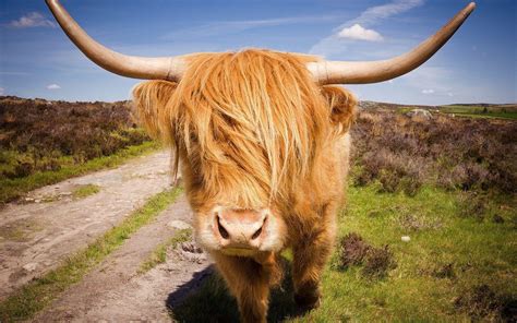 Highland Cow Wallpapers - Top Free Highland Cow Backgrounds ...