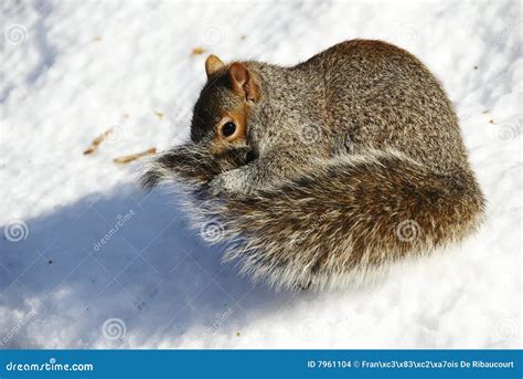 Squirrel in the snow stock photo. Image of hiding, wildlife - 7961104