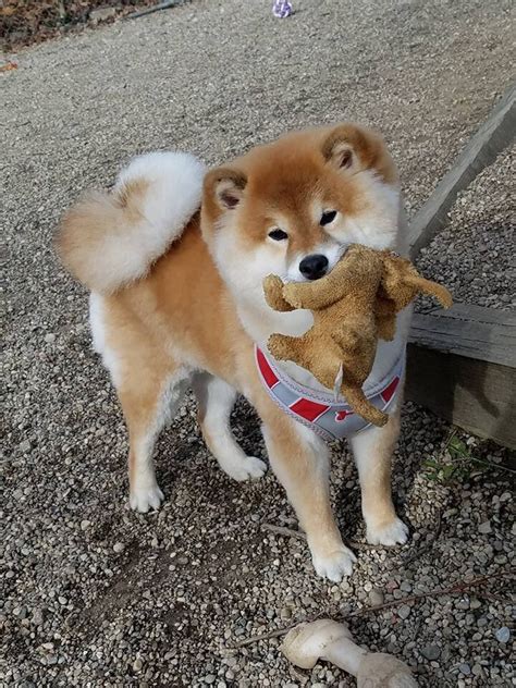 Woolly Shiba — Royal Kennels