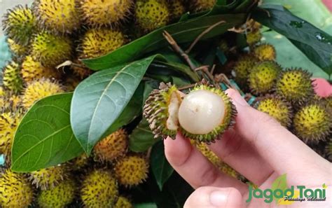 Jangan Salah Berikut Ciri Rambutan Rapiah - Jagad Tani - Petaninya Milenial